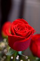 RLA_8338